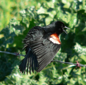 Male tricolored blackbird