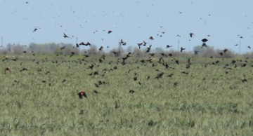 Colony in triticale adjacent to dairy (Kern County).