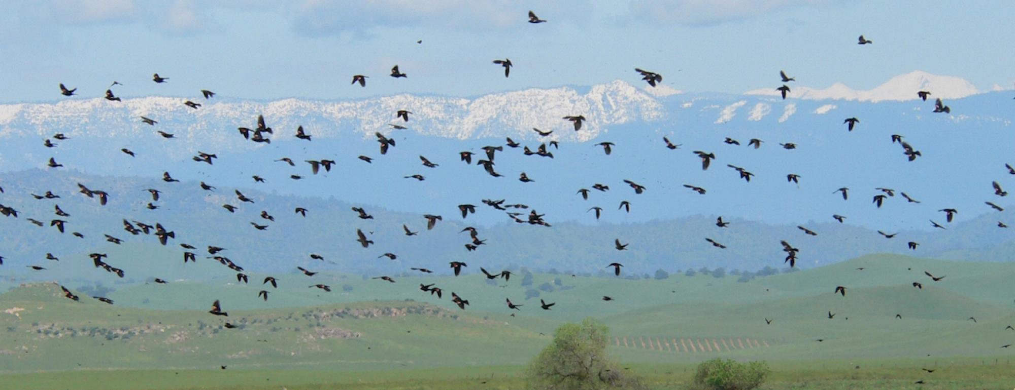 A flock of Tricolored Blackbirds flying over California meadows with the Sierra mountain range in the background