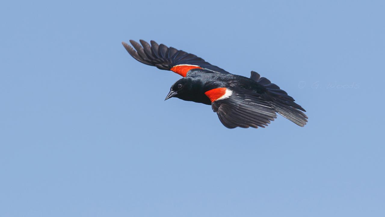 tricolored blackbird male in flight