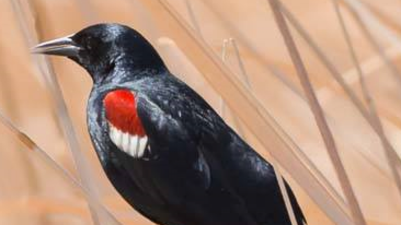 Adult male tricolored blackbird.