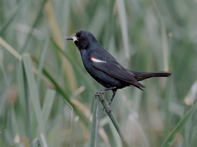 Tricolored Blackbird singing