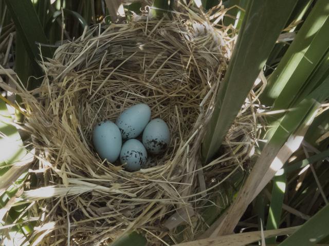 four eggs in a nest in cattails