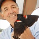 Robert Meese, Ph.D. tags a Tricolored Blackbird